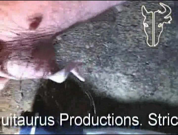Pigs cumming in men